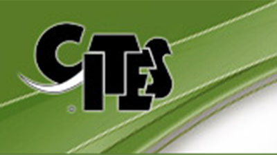 CITES组织11个缔约国在印尼举行会议，提出加强对沉香木的贸易管制